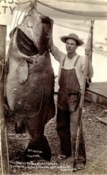 Worlds record Giant Sea Bass, 428 pounds, caught by John I. Perkins on June 31, 1905 at Catalina Island