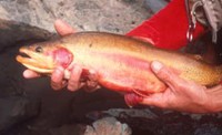 Golden Trout