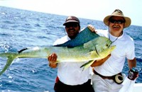 Honey Do Charters Dolphin Photo