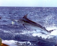 Fishing Mauritius Marlin Photo