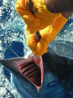 Marlin Masters Photo