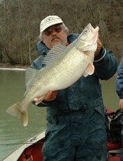 Niagra River Guides Walleye Photo