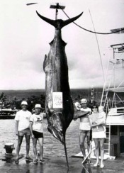 Jay Wm de Beaubien's World Record Pacific Blue Marlin