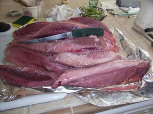 Fillets of three albacore