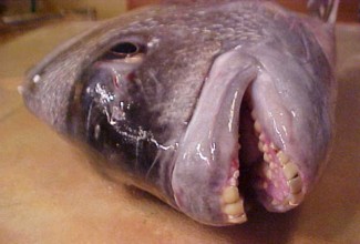 Teeth need bleaching