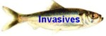 Invasive and Nuisance Species