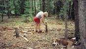 A few small trees felled - and Tootie marking our boundary line.
