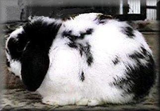 Patchwork Pocket Rocket