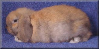 Holland Lop