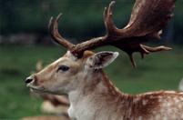 [W15] Ontario, Canada, 1996