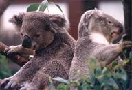 [W2] Toronto, Canada, 1996