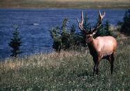 [W4] Jasper, Canada, 1994