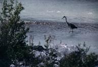 [W5] Jasper, Canada, 1994