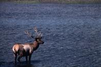 [W6] Jasper, Canada, 1994