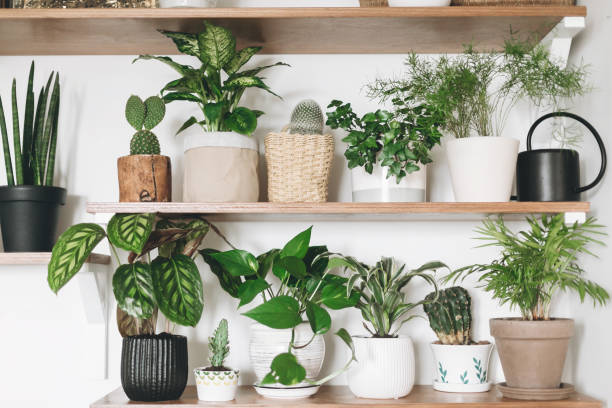 Houseplant Basics
