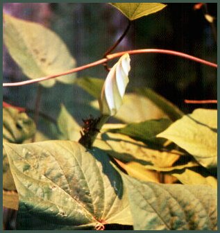 MnflwrBudborder.jpg (27971 bytes)