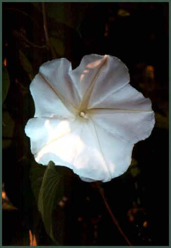 MnflwrFaceVertical.brdr.jpg (22402 bytes)