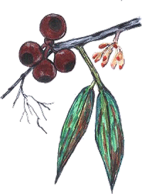 ausflower10.gif (20814 bytes)