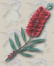 ausiflower5a.gif (27227 bytes)