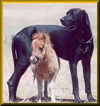 cassandrasmall.jpg (7098 bytes)