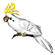 cockatoo.gif (5496 bytes)