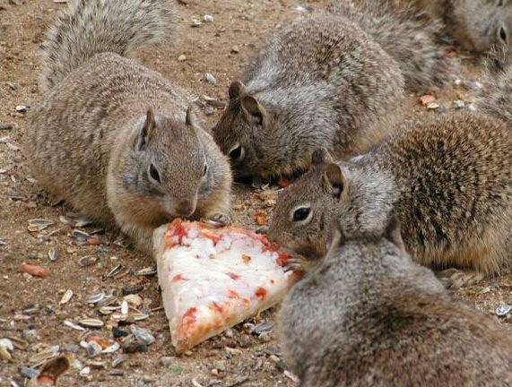I love squirles and I love pizza and squrrles love pizza but pizza doesnt love anybodyw hat a weird love triangle.