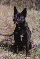 Kort p� min hund Bonzo