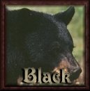 Black Bears