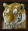 Bengal Tigers
