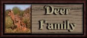 Deer Family