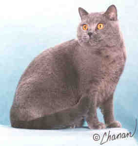 CH, GP, RW Remick Amelia Earhart