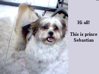 sebi3.jpg (62515 bytes)