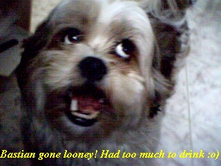 sebi6.jpg (89275 bytes)