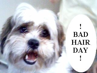 sebi7.jpg (67315 bytes)