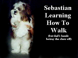 sebi9.jpg (53564 bytes)