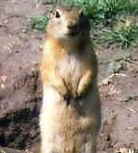 ariana16.jpg (4055 bytes)