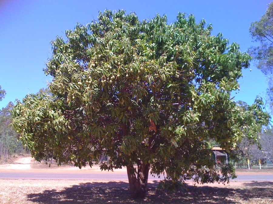 Manifested tree, in Cape York peninsula