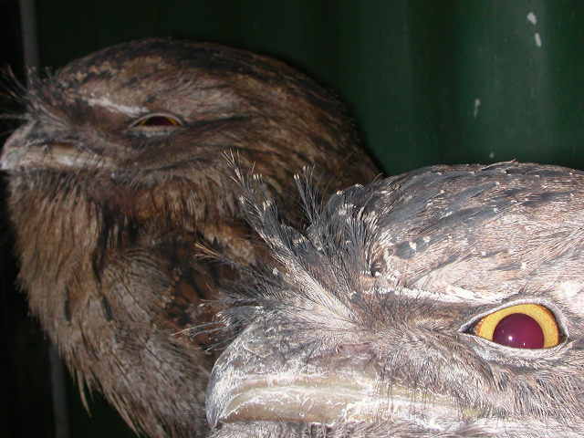 Dozing frogmouths