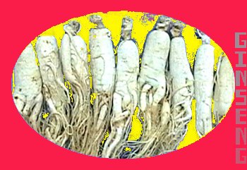 Ginseng High -- Ginseng Gets You High