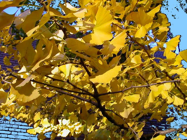 Ginkgo Biloba