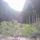 Forests of Shikoku
