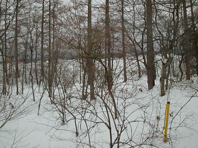 Snow woods of Tochigi Japan (north of Tokyo)
