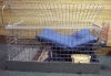 ferret travel cage