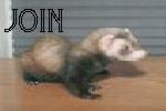 The Ferret Family WebRing