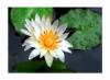 White Lotus Flower