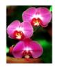 Fuschia Orchid