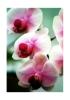 White Orchid/Moon Orchid