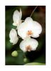 White Phalaenopsis Flowers