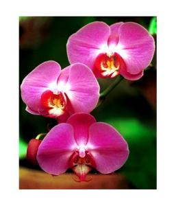 Fuschia Orchid