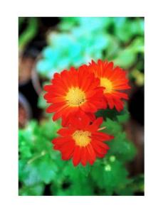 Red and Yellow Flowers